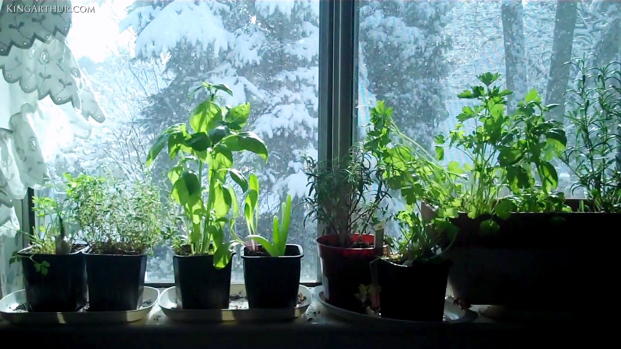Window Sill Herb Gardens Parsley, Rosemary, Thyme, Sage, Aloe, Basil, Garlic